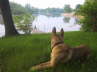 Huxley taking in the view, 2003