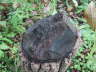 Beavers in the Jackson Marsh, 2006