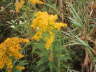 Giant Goldenrod in the Jackson Marsh, 2006