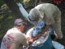 Another filling of the beer barrel